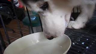 สุนัขจะม้วนลิ้นอย่างไรเมื่อดื่มนม ปิ้งดื่มนม