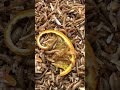 Top 5 Foods My Worms LOVE in August 2025 | Orange Reaction Included! #oddlysatisfying #babyworms
