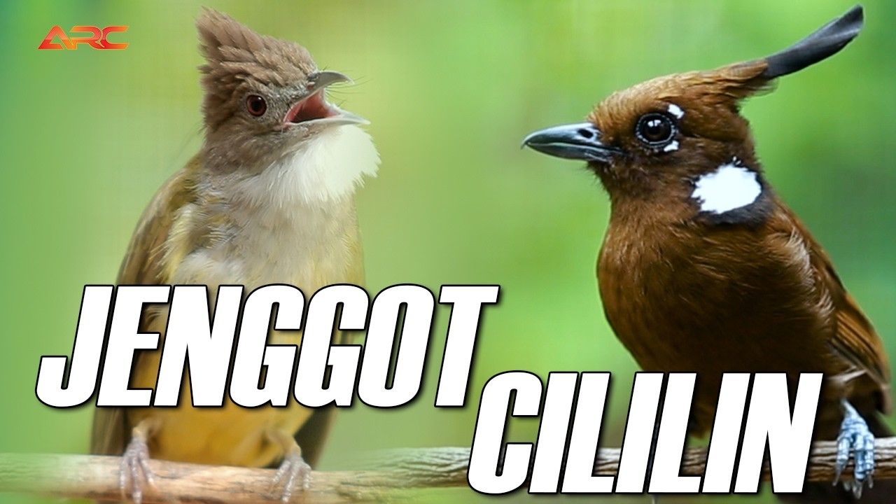 JENGGOT VS CILILIN ! !! MASTERAN WAJIB UNTUK JUARA DILAPANGAN