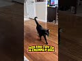 Cats playing fetch and watching tv