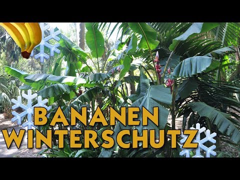 bananen-winterschutz-vorbereitung-|-🍌-musa-basjoo-schützen-|-bananen-in-deutschland--🍌