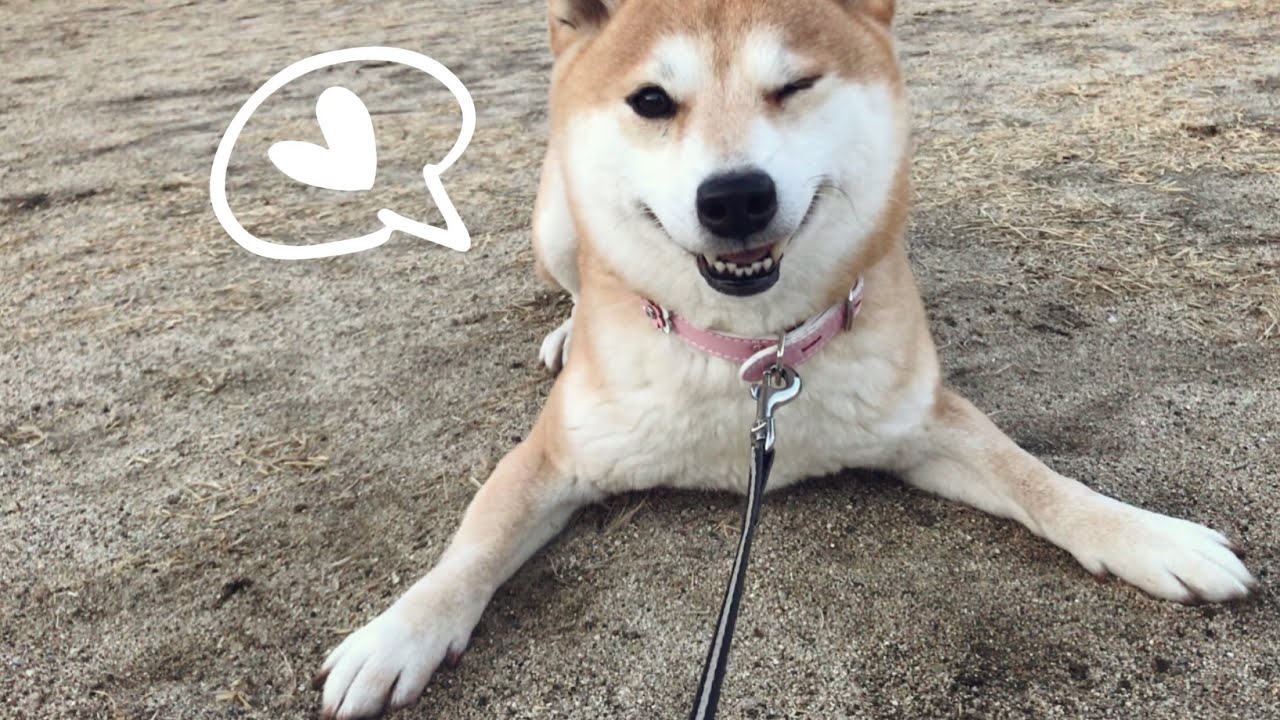 追いかけっこでハイテンションすぎる柴 両手がピーン いぬのきもちnews Line News