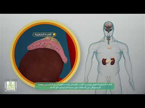 فيديو: أي غدة صماء تفرز ثلاثي يودوثيرونين وثيروكسين؟