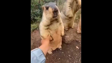 Funny Marmot Moments | #marmot #funmoments