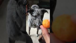 My dog likes cheese balls | Crunch ASMR #shorts #asmr #dog #cheeseballs