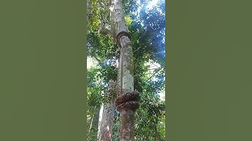 This is how Reticulated Python climbs a tree.