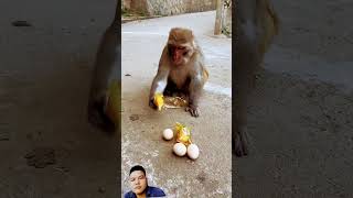 #monkey #monkeysr #animals #thengly2548 #cute #babymonkey #cuteanimals #146 #villagemarket