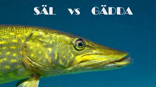 SÄL vs GÄDDA - Ingen säl = mer fisk