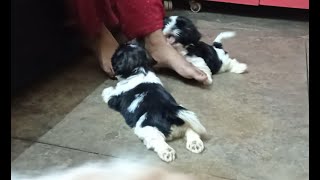 Shih Tzu Puppies Videos Compilation | Cute Shihtzu Puppies