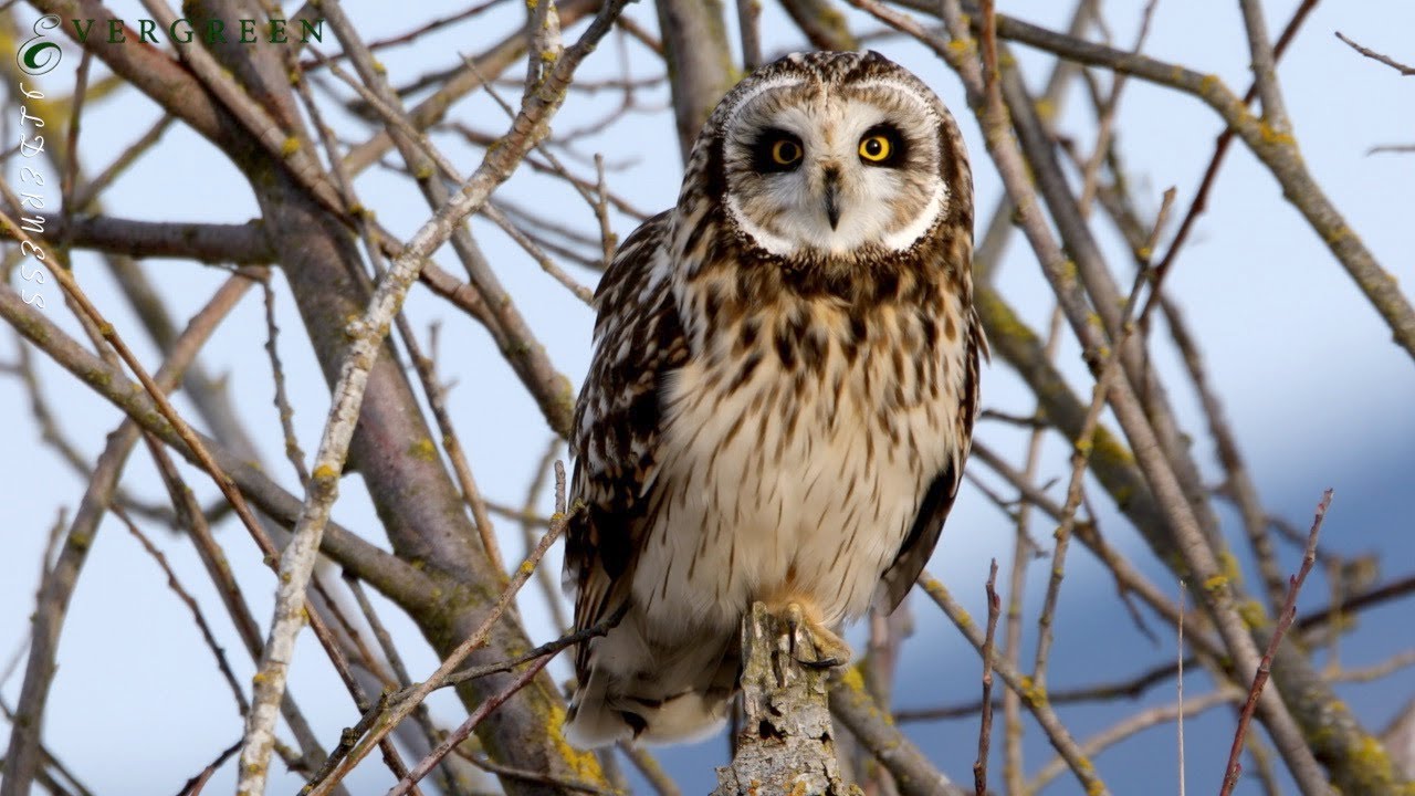 Short-Eared Owls | Pacific Northwest