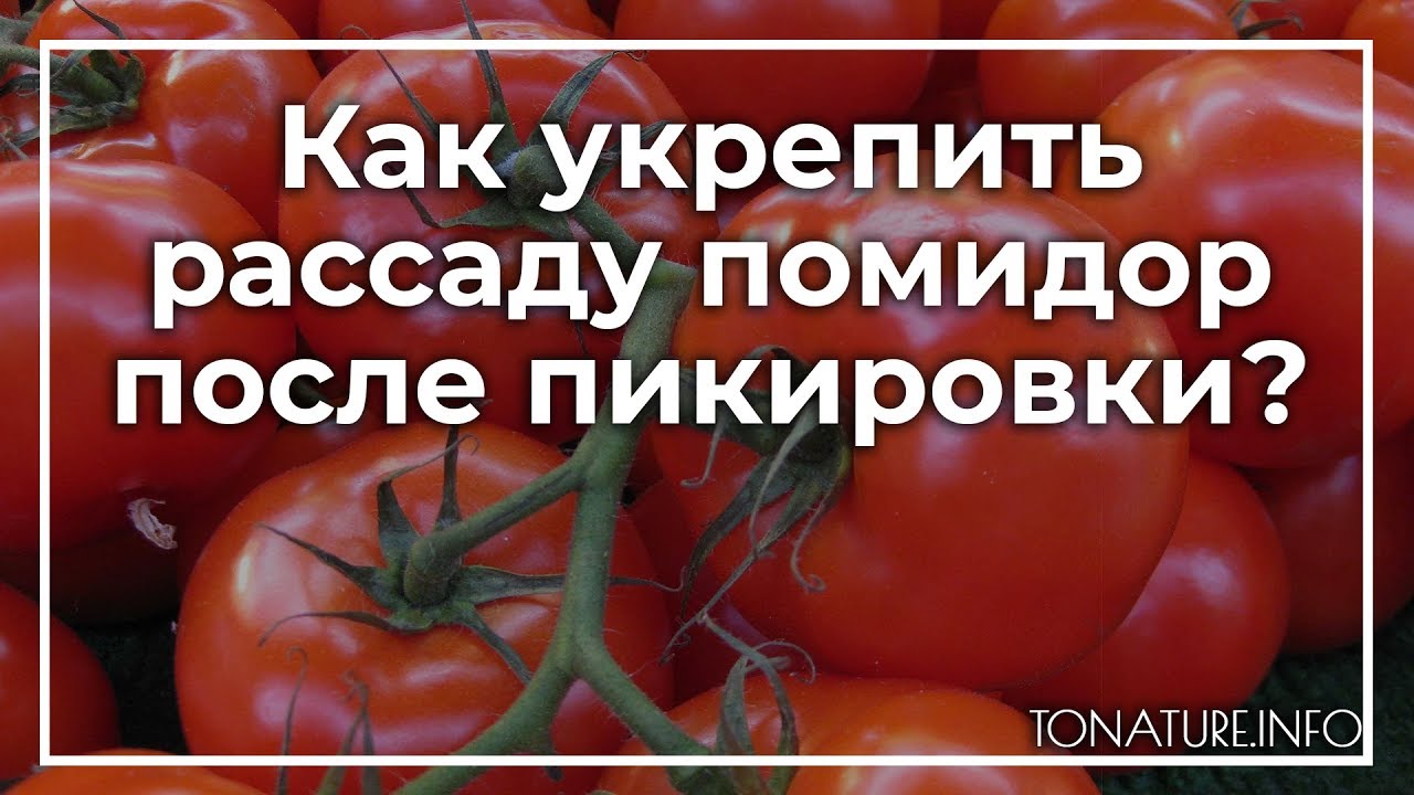 Укрепление рассады томатов и перца. Укрепить рассаду помидор. Когда поливать рассаду помидор после пикировки. Чем укрепить рассаду томатов после пикировки. Как часто поливать помидоры после пикировки.