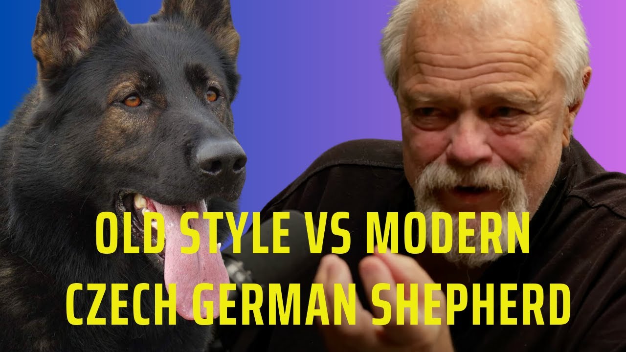 Old Style Vs Modern Czech German Shepherd