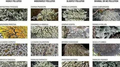 Lichens - Atmospheric Pollution Indicator