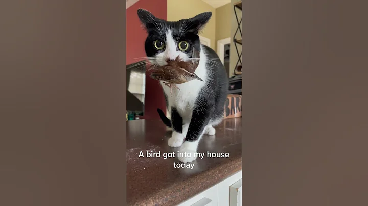 Watch the video about Cat and Bird #cat #catvideos #funny #kittylaughs #catfunny #funnyvideos #funnycatvideos #fyp #kitty