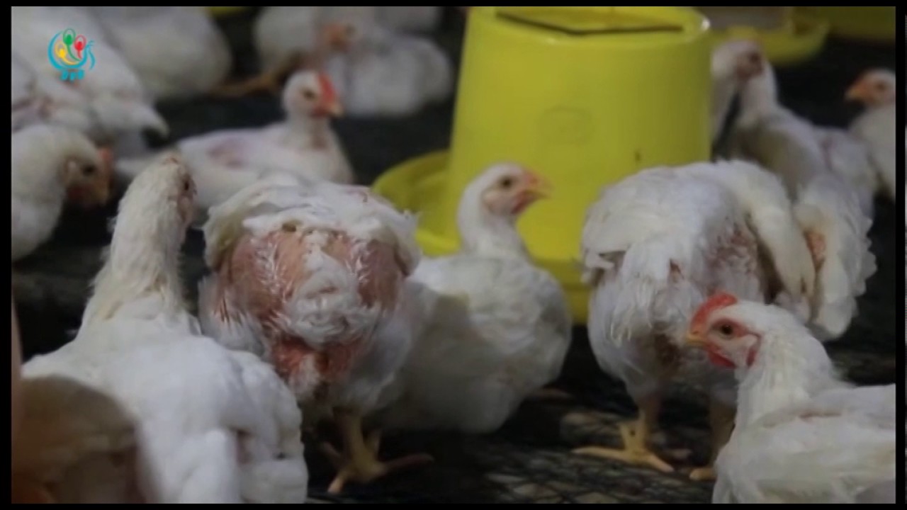 DVB TV  -  အသားတိုးကြက် မွေးမြူရေး အကြောင်း ခေတ်သစ်လယ်ယာ