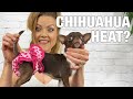 Understanding your Chihuahua's heat | Sweetie Pie Pets by Kelly Swift