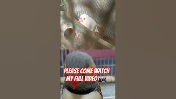 White java sparrow breeding colony || java finch #shortvideo #shortsvideo #viral #trending #bird