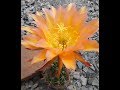 Cactus Jerk S1E238 Orange Legon Wörlitz Flower Trichocereus Echinopsis