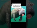 responding to: "yes! got lost looking for spices AND got intimate with a manatee..."