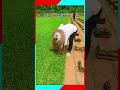 Harvesting and rolling fresh lawn turf grass #gardening #lawncare #shorts