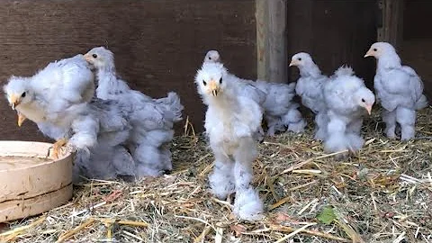 Brahma Chickens - 42 days !!