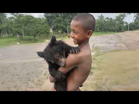 Rescued Bear Cub Plays with Young Monks