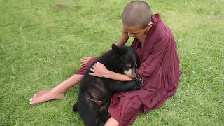 Rescued Bear Cub Plays with Young Monks