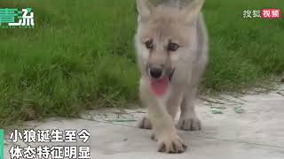 🇨🇳 #China A Beijing-based genetics company was the first to successfully clone a wild Arctic wolf.