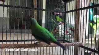 Cucak cungkok gacor full nembak. Masteran paling di cari untuk cucak ijo dan murai.