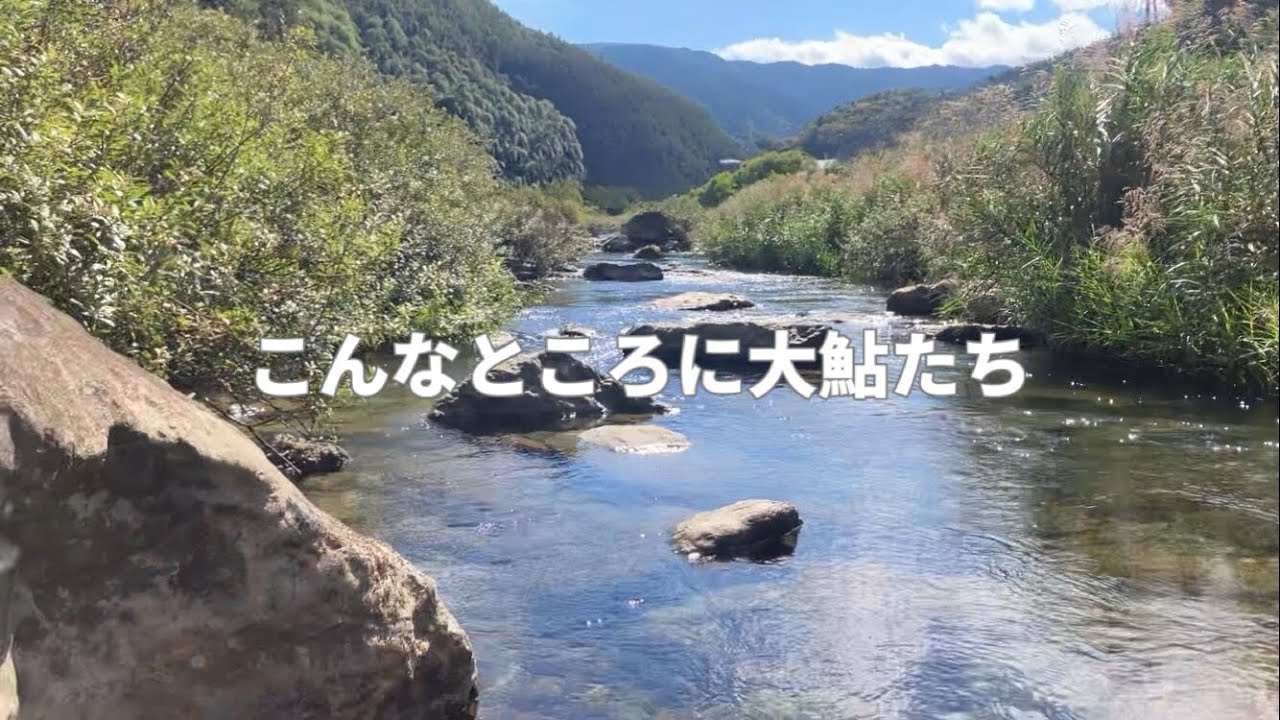 めちゃくちゃ小さな瀬が、大鮎の巣窟になっていました