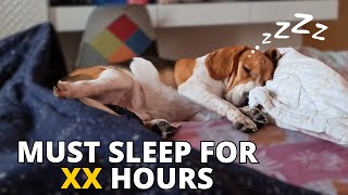 How Much Sleep Beagles Actually Need? by Beagle Care 8,446 views 4 months ago 1 minute, 57 seconds