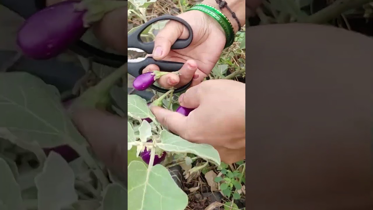 వంకాయల హార్వెస్ట్ || TELUGU GARDEN VLOG
