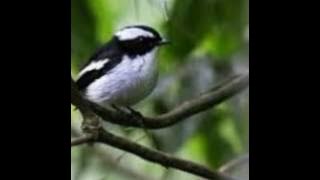 TERAPI DECU I Masteran Decu Kembang Ngeplong untuk memancing kacer dan decu bakalan agar gacor