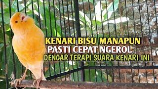 kenari gacor panjang Cuit Cuit EMOSI, Pancingan Kenari Paud Belajar Bunyi, terapi AMPUH Kenari MACET