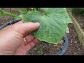 Yellow Marks on Cucumbers Leaves, Insect Damage & Treatment: Neem Oil - TRG 2014