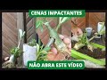 o vídeo do século transfixia(fusão) em rosa do deserto, não pule este vídeo