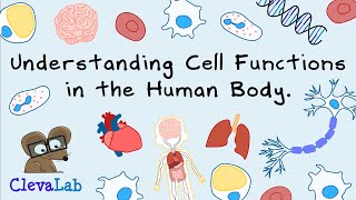 Understanding Cell Functions in the Human Body.