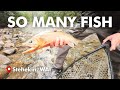 MASSIVE FISH…..TINY CREEK!!! (INSANE) | Stehekin Fishing Adventures