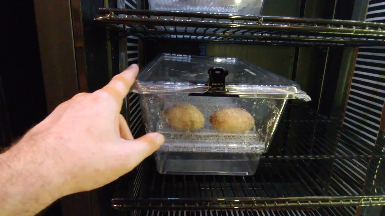reptile egg incubator diy