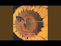 Miniature de la vidéo de la chanson Neide Candolina