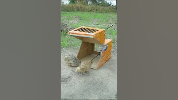 Best Quick Bird Trap Using Cardboard Box #shorts