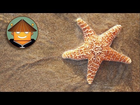 Video: ¿Las estrellas de mar comerán erizos de mar?