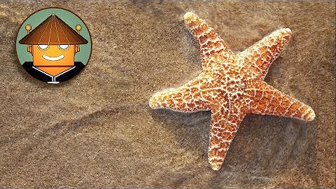 ¿Cómo comen las estrellas de mar sin cerebro?