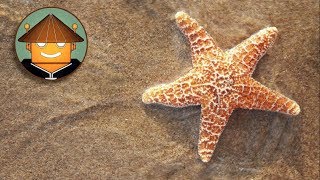 Qué pasa con las Estrellas de Mar l Mini Documental