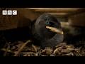 🔴 LIVE wildlife cameras 🌿 10 June 🐦 BBC Springwatch 2026