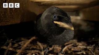 🔴 LIVE wildlife cameras 🌿 10 June 🐦 BBC Springwatch 2026