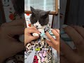wrap your cute cat like a burrito, #catwrap #catgrooming  #bestpetsupplies #supetspaw