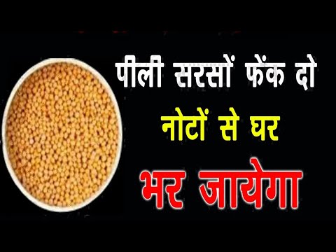 पीली सरसों फेंक दो यहां नोटों से घर भर जायेगा