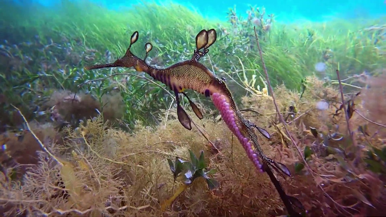 Flinders Pier 29 December 2019