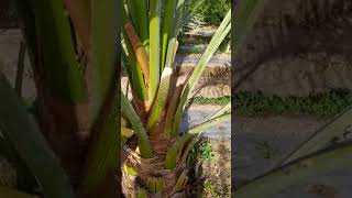 Pollination Of Dates